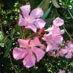 nerium-oleander