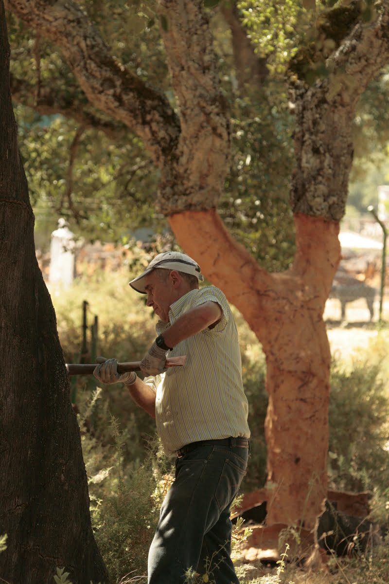 Cork trees in Grazalema, Andalucia, Spain