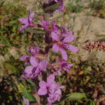Lythrum-salicaria