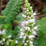Mentha-suaveolens