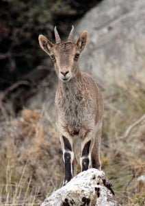 Spanish Ibex Grazalema