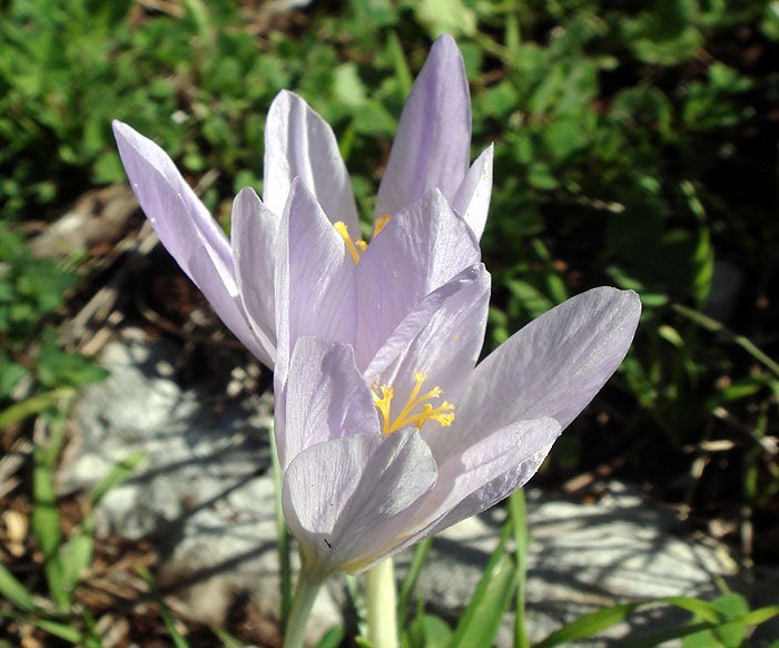crocus-serotinus
