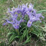 iris-planifolia