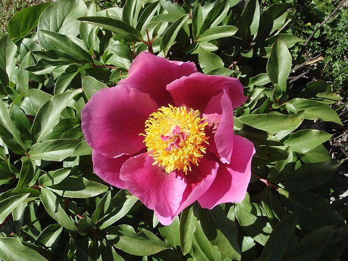 paeonia-broteroi