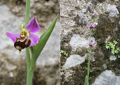 Bee Orchid (Ophrys apifera) Orquídea abeja