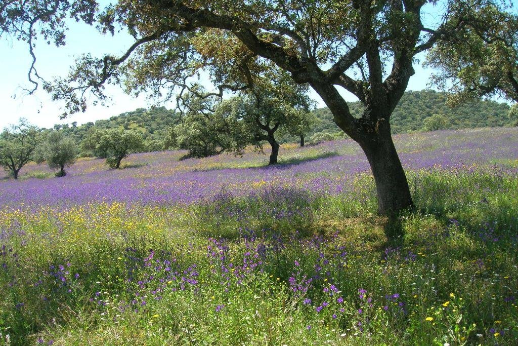 The natural park of Sierra de Cardeña y Montoro is a combination of gentle hills with outcrops of batholithic boulders, forest and meadows.