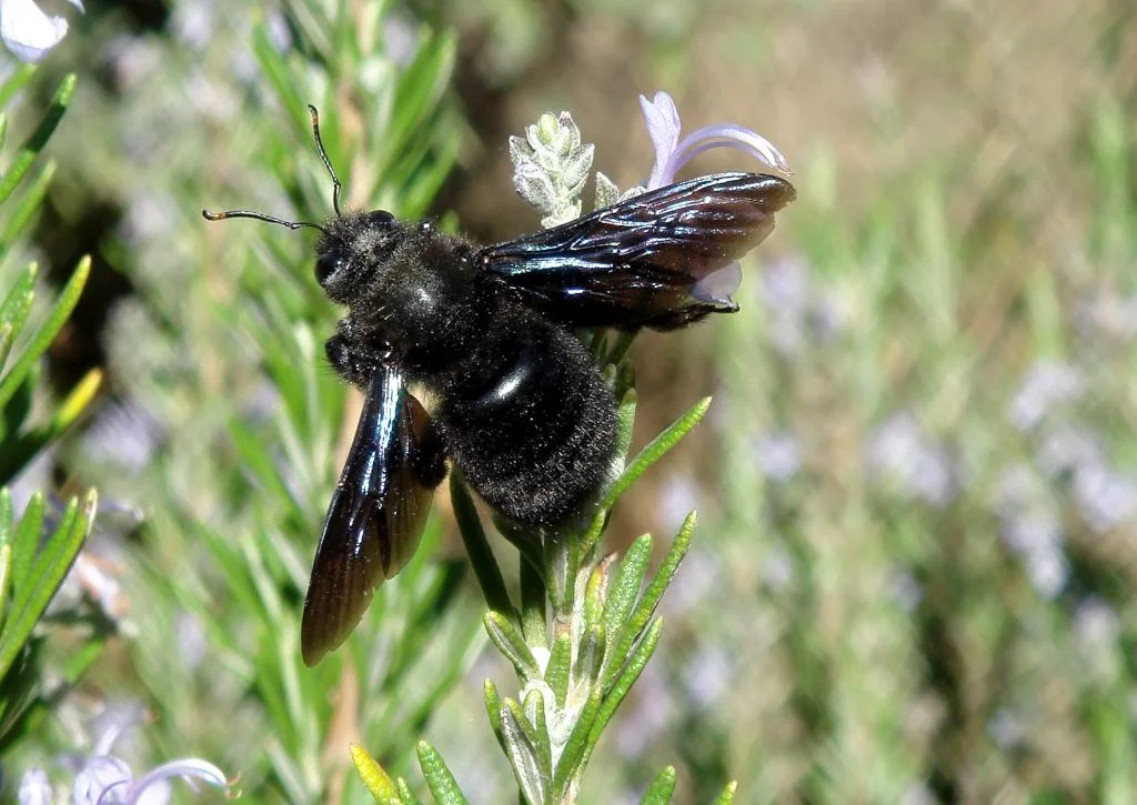 Carpenter Bees (Xylocopa violacea) Abeja azul de la maderaCarpenter Bees (Xylocopa violacea) Abeja azul de la madera