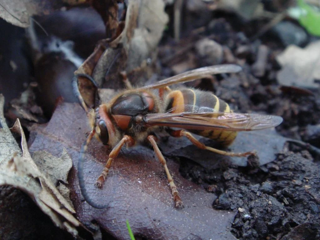 Hornets behave in a social manner, creating a nesting colony which thrives and dies in just one year life cycle.