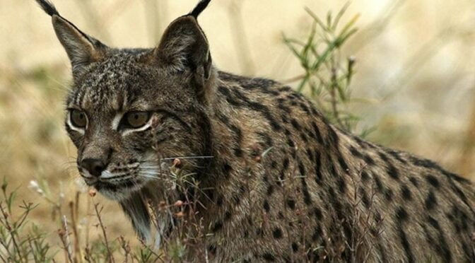 11 new lynx cubs at the El Acebuche Iberian Lynx Breeding Center
