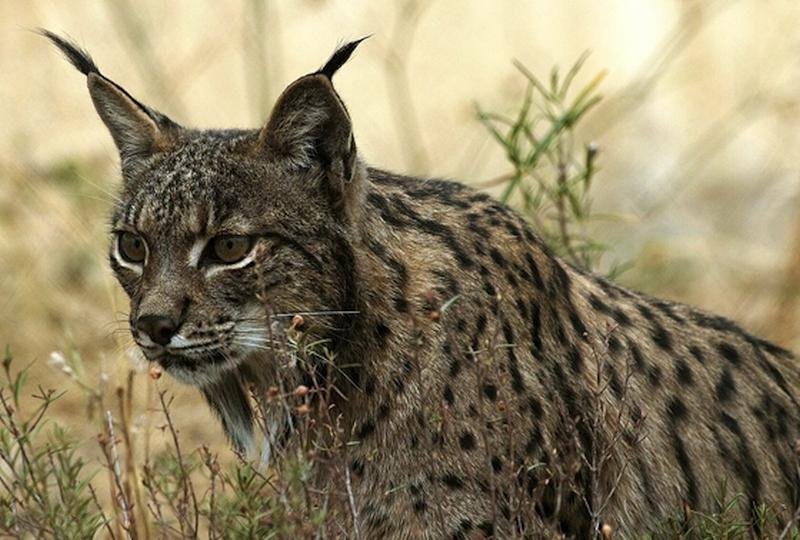 Iberian lynx Mammals of Spain - Reintroducion of Iberian lynx. Wildlife, natural parks and culture in Spain