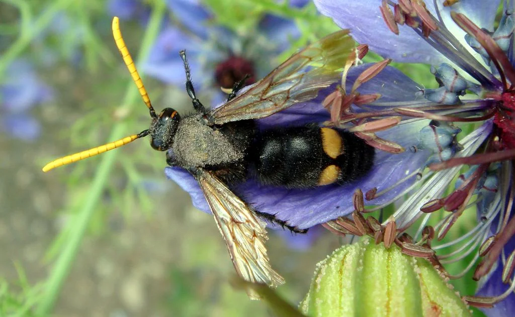 Mammoth Wasp – (Megascolia (Regiscolia / maculata flavifrons) – Avispa parasita de cuatro puntas