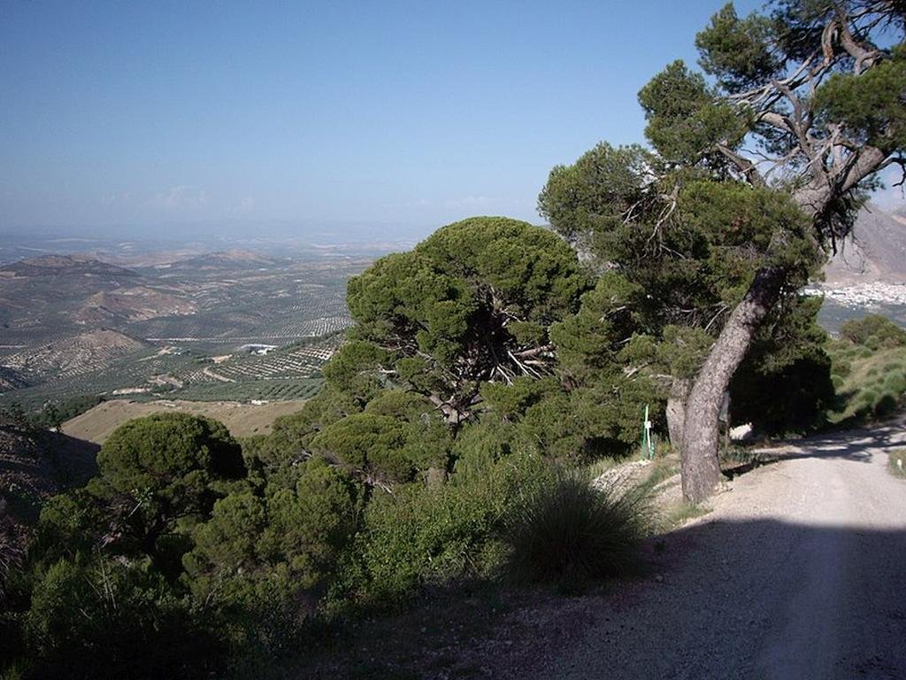 There are three peaks over 2000m within the Sierra Mágina park- The highest is Mágina which stands at 2,165m and dominates the limestone terrain.