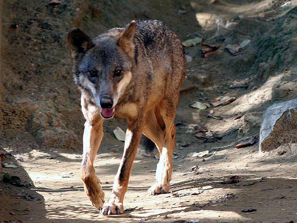 The best place to see wolves in Spain is in the rolling hills of the Sierra de la Culebra.