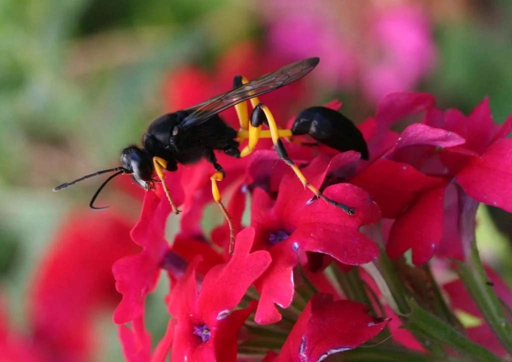 Thread-waisted Wasp (Sceliphron spirifex)Thread-waisted Wasp (Sceliphron spirifex)