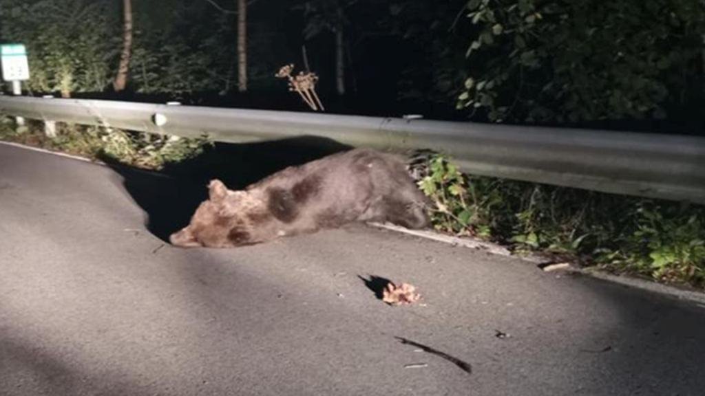 Bear hit by car in Somiedo