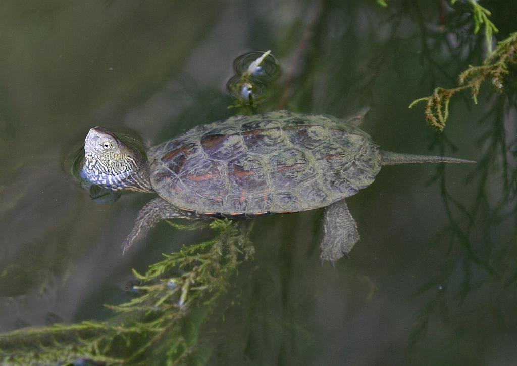 Mediterranean Pond Terrapin