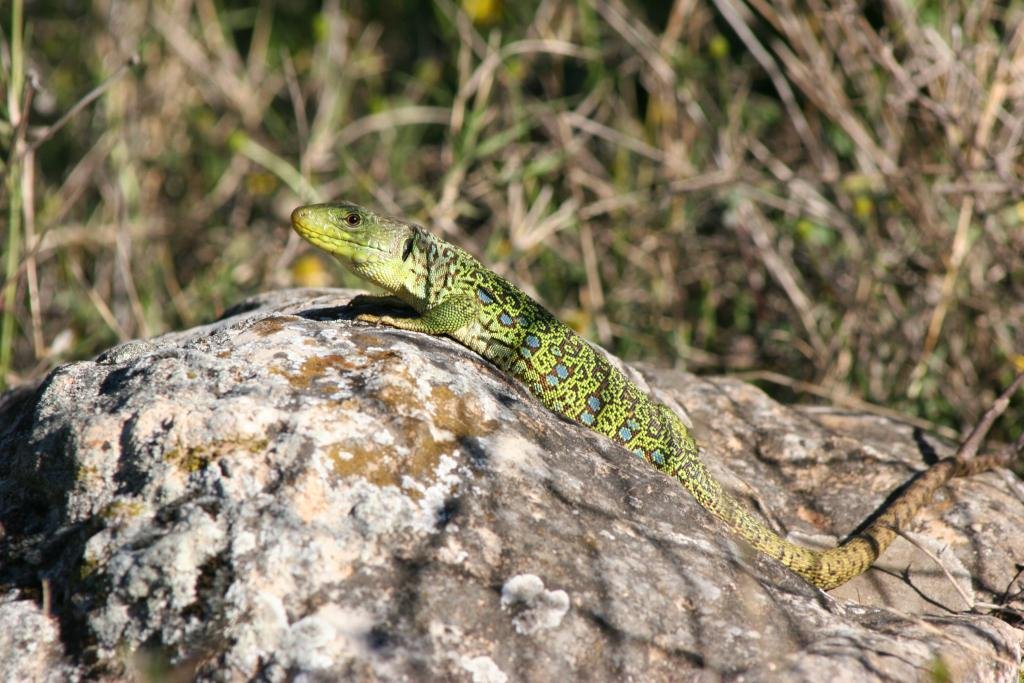 Finding and watching Reptiles and Amphibians in Spain