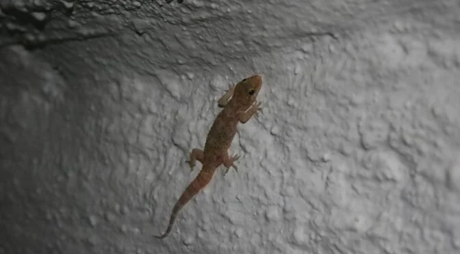 Turkish gecko in Spain
