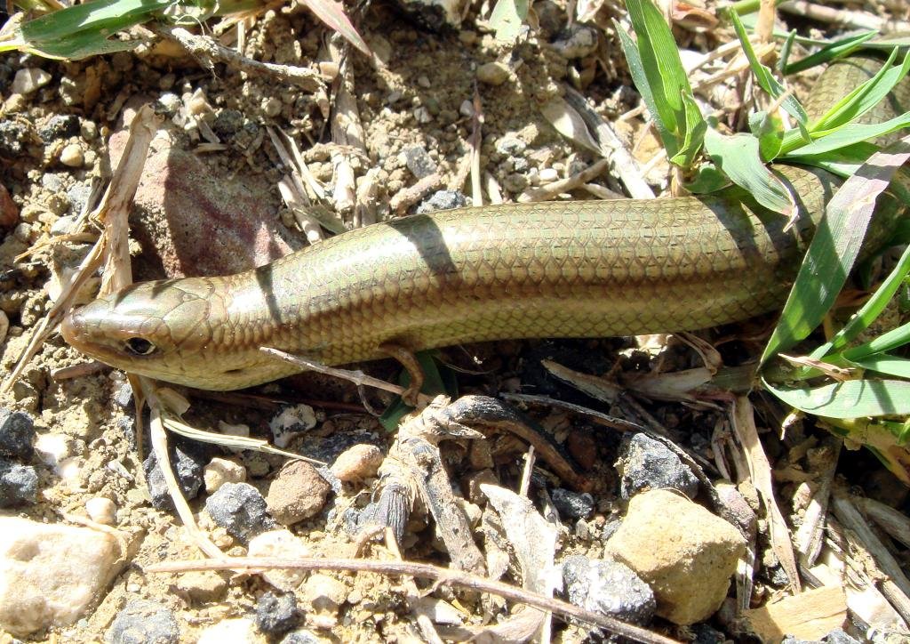chalcides striatus – eslizón tridáctilo – western three-toed skink
