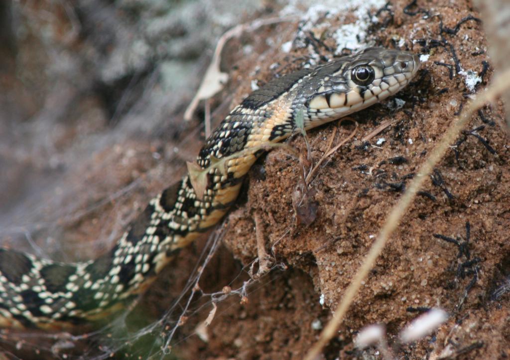 Horseshoe whip snake - Coluber hippocrepis – Culebra de Herradura