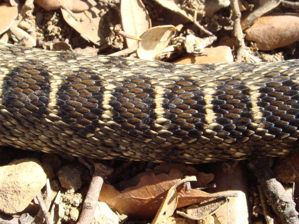 Horseshoe whip snake - Coluber hippocrepis – Culebra de Herradura