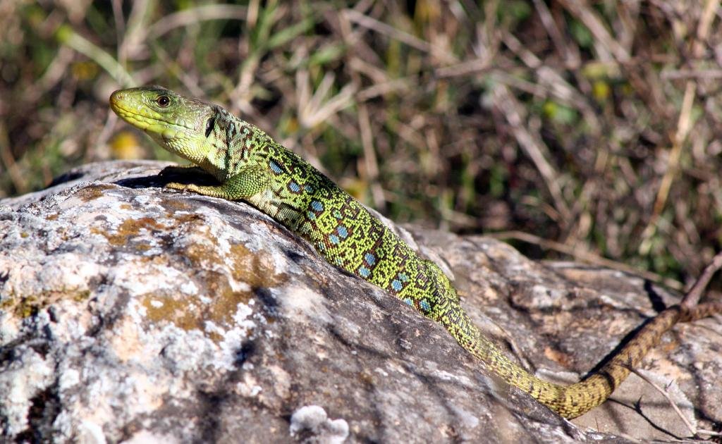 Ocellated lizard (Timon lepidus ibericus(Lacerta lepida)) Lagarto ocelado