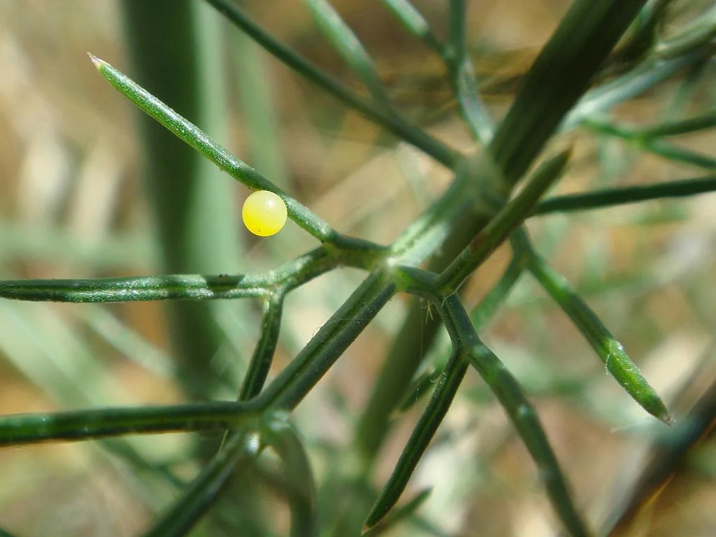 Papilio machaon-Macaon-Swallowtail egg