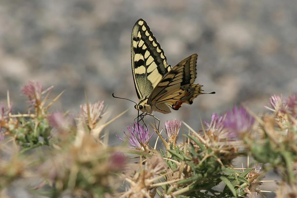Papilio machaon-Macaon-Swallowtail1