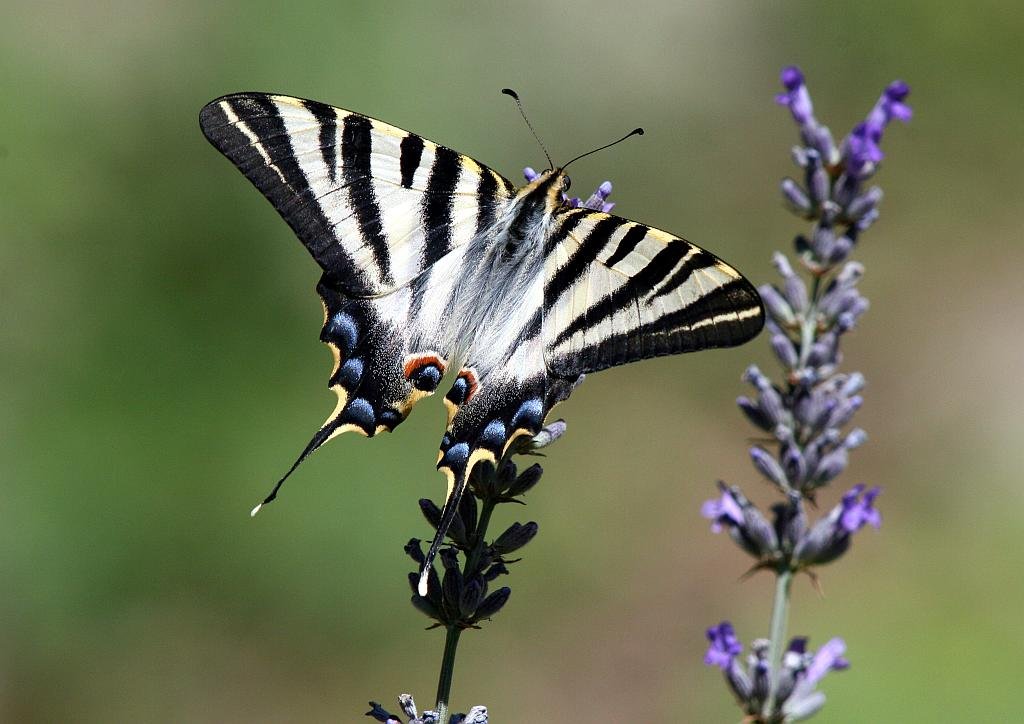 Scarce Swallowtail (Iphiclides podalirius) Chupaleches1