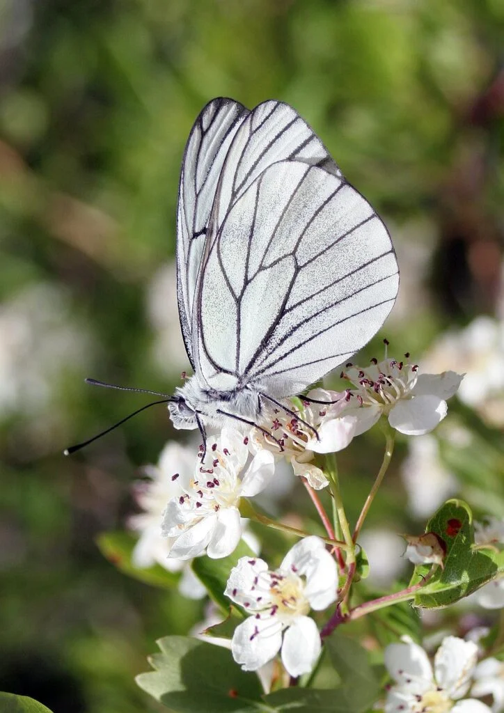 Aporia crataegi- Blanco del Majuelo-Black-veined White