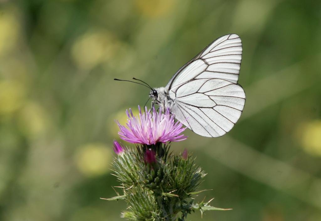 Aporia crataegi- Blanco del Majuelo-Black-veined White