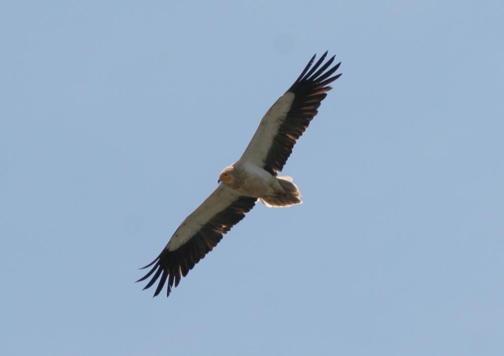 Egyptian vulture migration