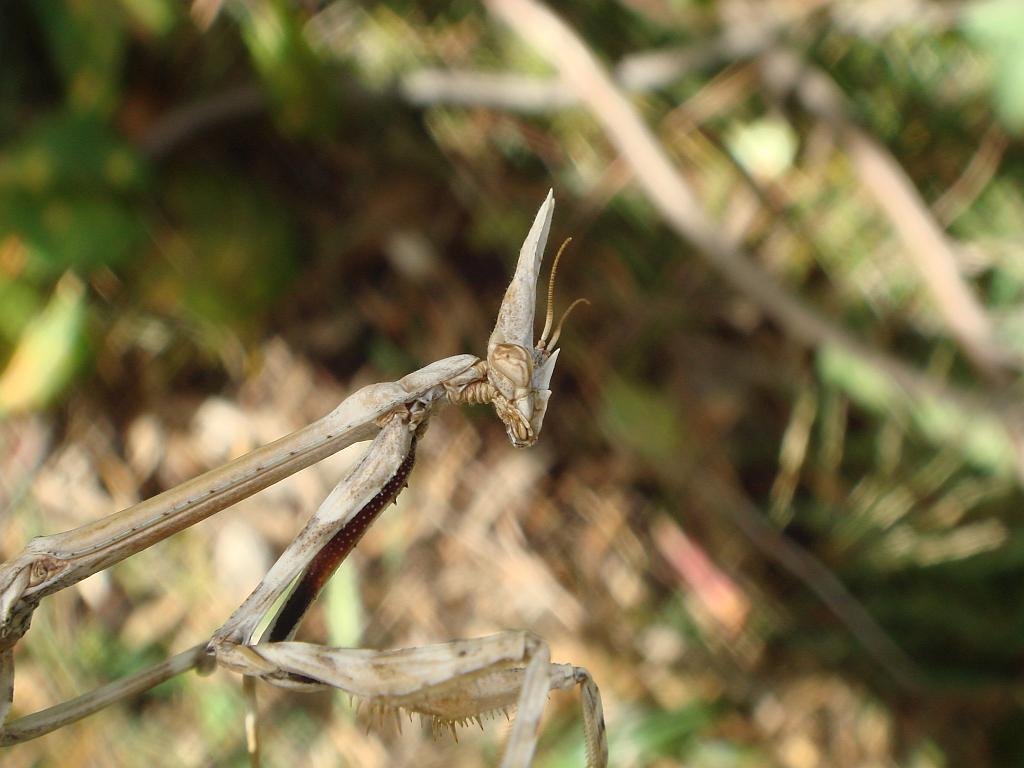 Mantis of Iberia - Empuza penata