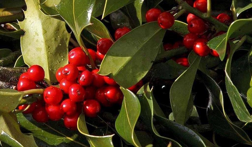 Garagüeta in Soria – Europe’s largest Holly Wood