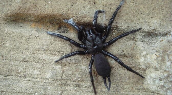 Andalusian funnel web spider (Macrothele calpeiana)