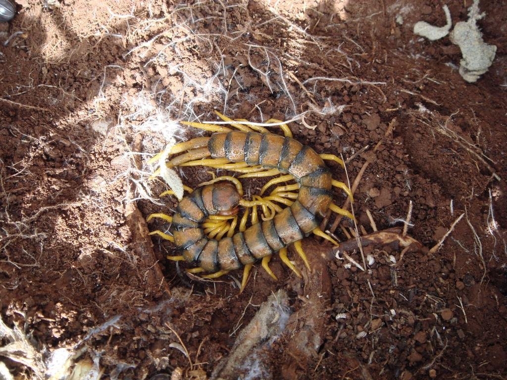 scolopendra cingulata-escolopendra-megarian banded centipede