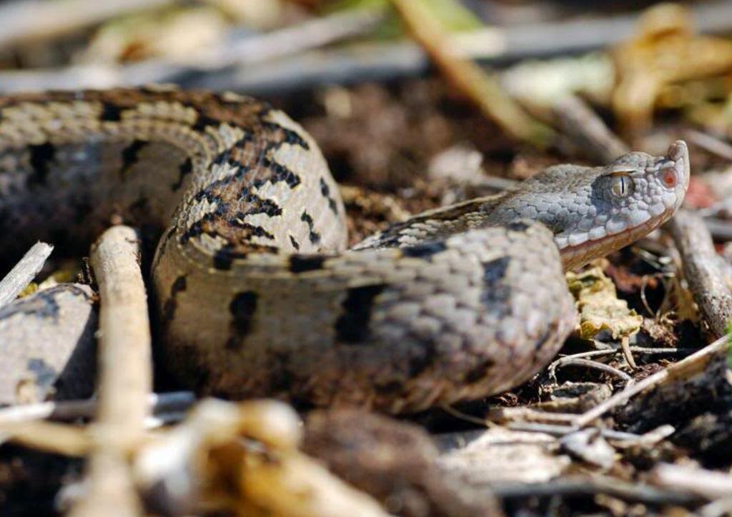vipera latastei – vibora hocicuda