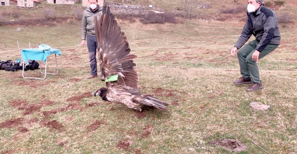 Aquilon 3 years old bearded vulture