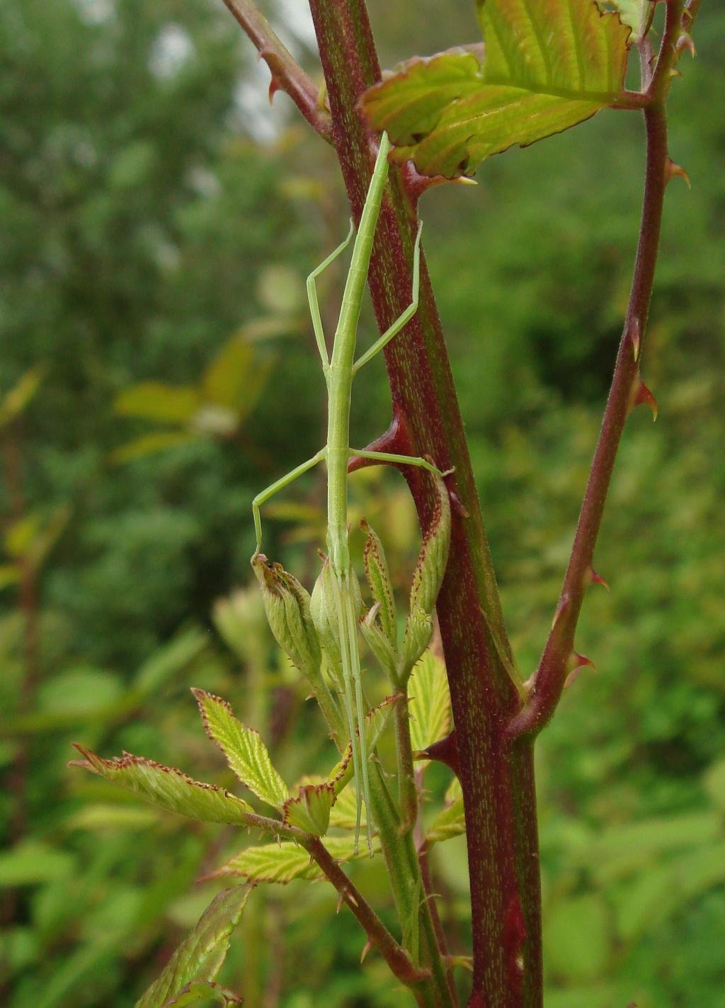 Mediterranean Stick Insect - Bacillus rossius - Insecto palo - Wildside ...