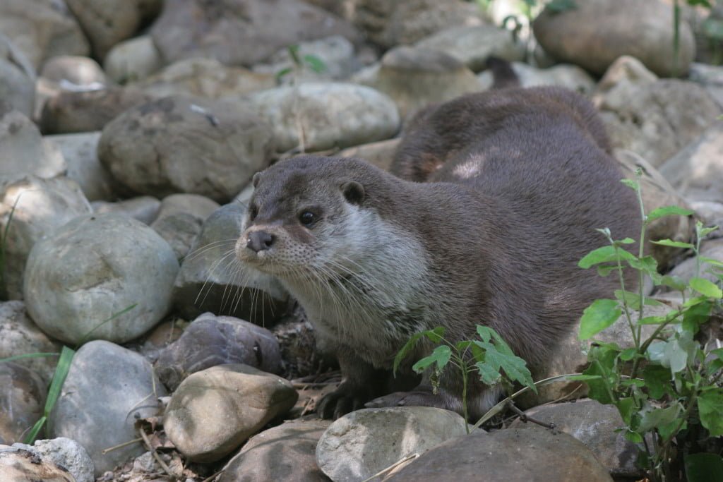 The Otter - Lutra lutra -Nutria Europea (in Spain the European otter)