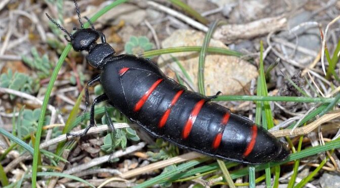 Red-striped Oil Beetle – Berberomeloe majalis – Aceitera