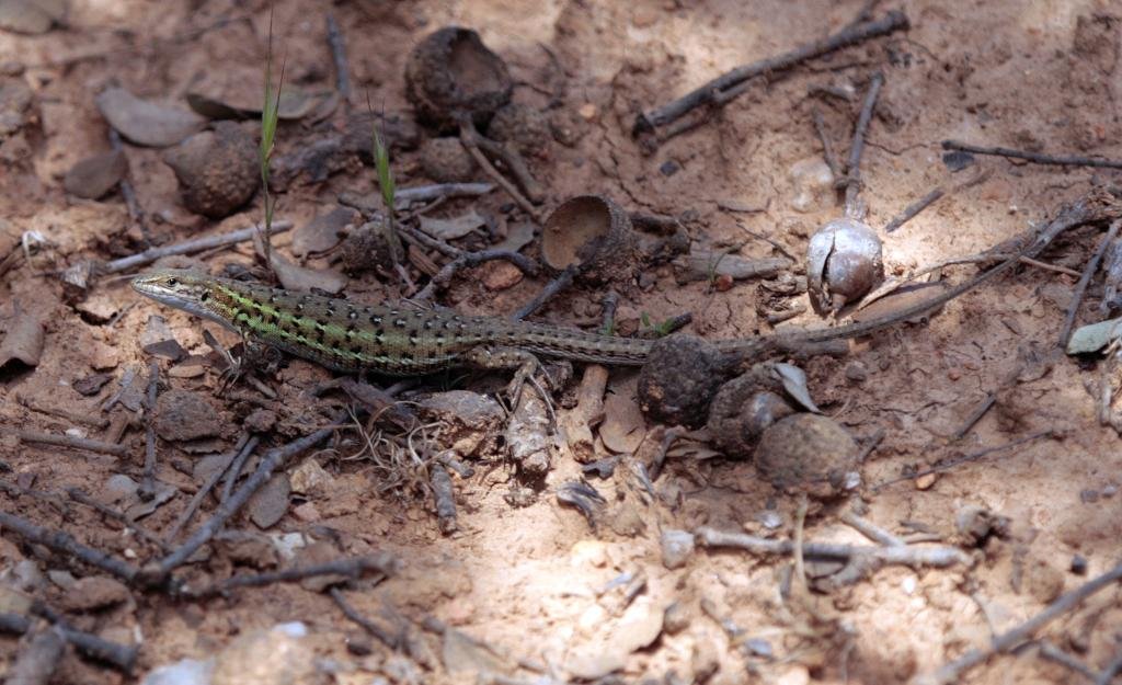 Spanish Psammodromus (Psammodromus hispanicus) Lagartija cenicienta