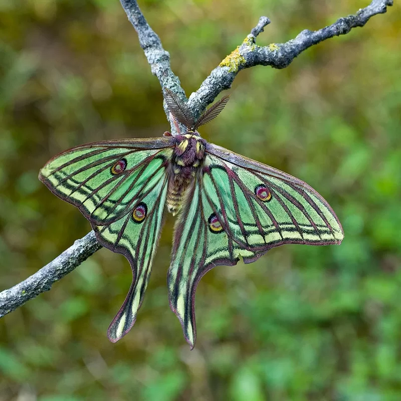 Spanish moon moth (Graellsia isabellae)