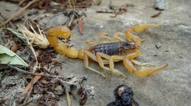 Spanish yellow scorpion – Buthus occitanus – Escorpión común o amarillo