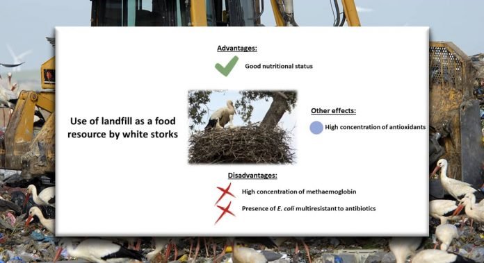 effects on storks feeding at tips
