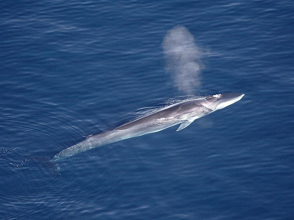 The fin whale (Balaenoptera physalus), also known as finback whale