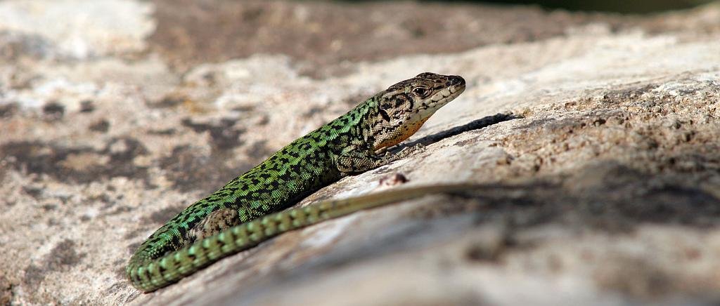 Andalucian wall lizard - Podarcis vaucheri – Lagartija andaluza
