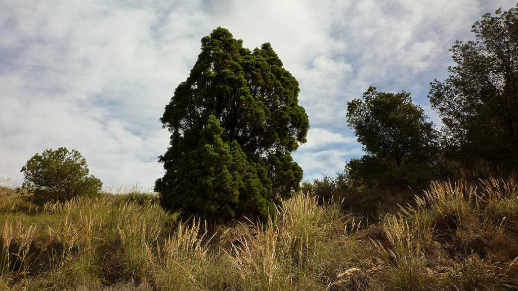 Calblanque, Monte de las Cenizas and Peña del Águila Regional Park - Cartagena cypress (Tetraclinis articulata)