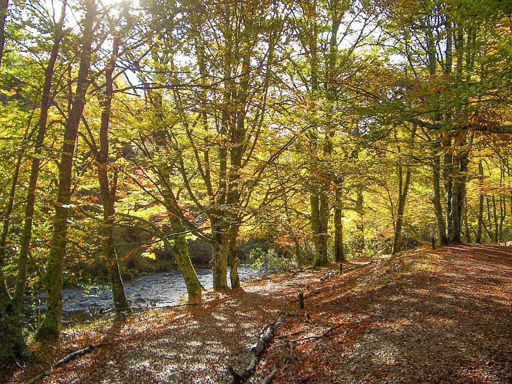 Hayedo de Montejo beech forest