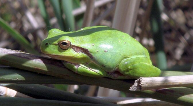 Stripeless treefrog – Hyla meridionalis – Ranita meridional